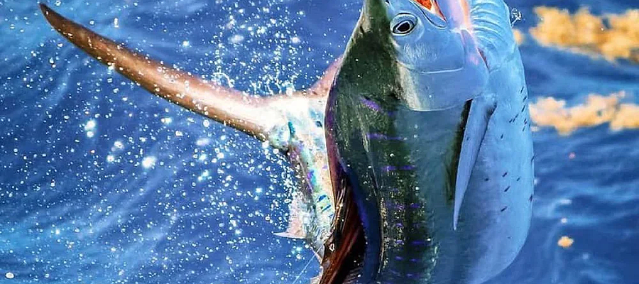 Check out our gallery of props to get inspired for your next event or production.